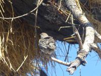 Etosha Webervogel