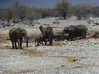Etosha Elefantenfamilie