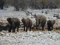 Etosha Elefantenfamilie