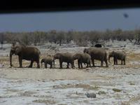 Etosha Elefantenfamilie
