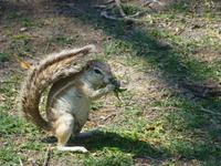 Etosha Picknickbesucher