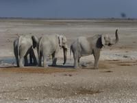 Etosha Elefanten