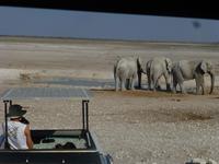 Etosha Elefanten