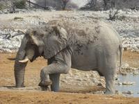 Etosha Elefant