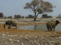 Etosha Elefanten am Wasserloch