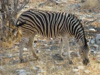 Etosha Zebra