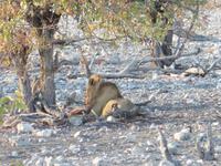 Etosha Löwe