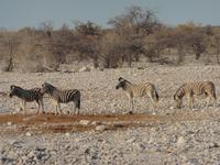 Etosha Zebras