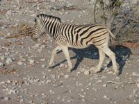 Etosha Zebra
