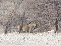 Etosha schwangere Löwin