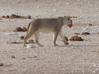 Etosha Löwe