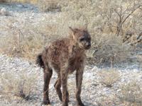 Hyäne Etosha