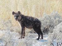 Hyäne Etosha
