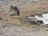 Warzenschweine Etosha