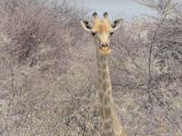 Giraffe Etosha