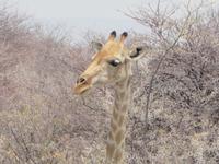 Giraffe Etosha