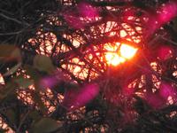 Etosha Sonnenuntergang