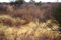 Pirschfahrt in Lapa Lange - Steinbock