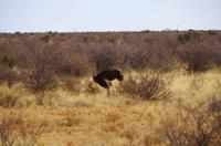 Pirschfahrt in Lapa Lange - Strauss