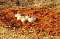 Pirschfahrt in Lapa Lange