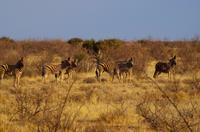Pirschfahrt in Lapa Lange - Zebras