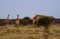 Pirschfahrt in Lapa Lange