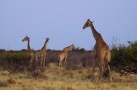Pirschfahrt in Lapa Lange - Giraffen