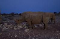 Lapa Lange Lodge am Abend - Nashörner am Wasserloch