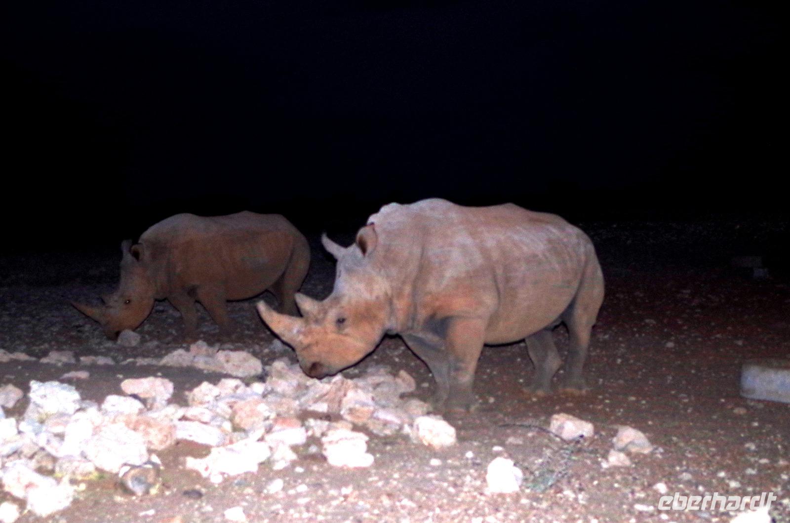 Lapa Lange Lodge am Abend - Nashörner am Wasserloch