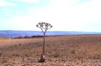 Endlich ein Schattenbaum!