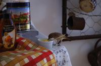 Alte Kalköfen Lodge - Frühstücksgast