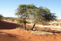 13-Kalahari