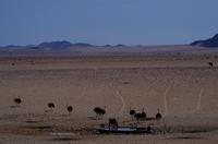 Garub Wasserstelle bei Aus