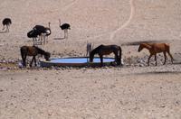 Garub Wasserstelle bei Aus