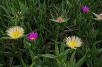 Grüne Oase in Helmeringhausen