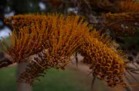 Grüne Oase in Helmeringhausen