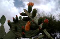 Grüne Oase in Helmeringhausen