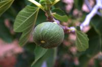 Grüne Oase in Helmeringhausen