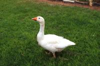 Gartenidylle in Helmeringhausen