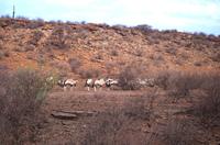 Oryxe auf derNamseb Lodge