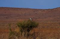 Farmrundfahrt - Weissburzelsinghabicht