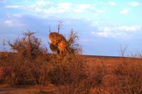 Farmrundfahrt auf Namseb