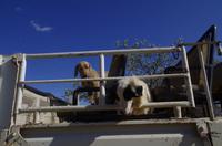 Auch Hunde fahren gern Auto