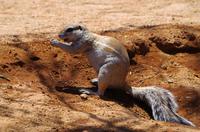 Erdhörnchen in Solitaire