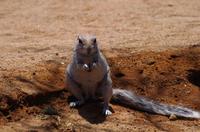 Erdhörnchen in Solitaire