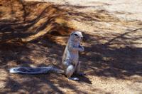 Erdhörnchen in Solitaire