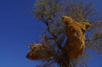 Webervogelnest - Namibia