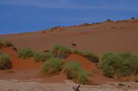 Oryx im Sossusvlei