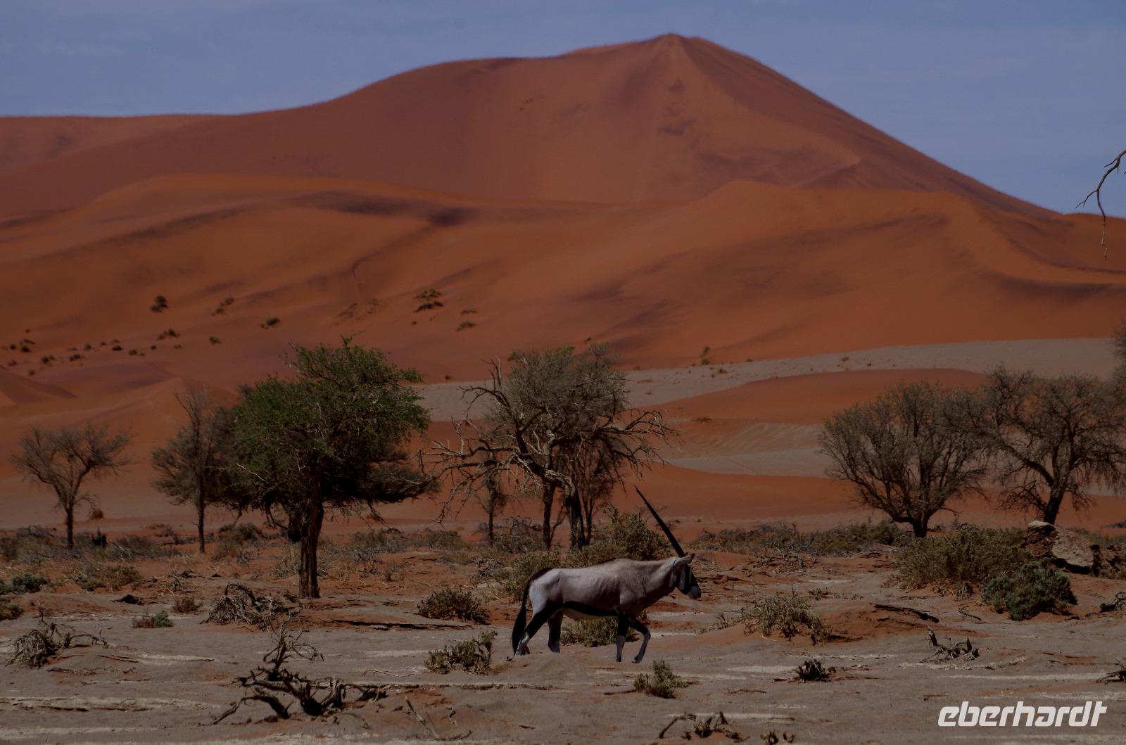 und noch einmal typisch Namib