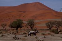 und noch einmal typisch Namib